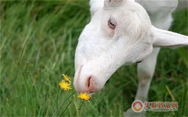 惠宜生羊奶加盟